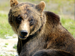 Animal Spirit Guide: The Bear (Shamanic Power Animal). Bear Symbolism 