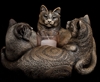 Windstone Editions Candlelamp Trio of Cats Candle Lamp  Windstone Editions Candlelamp Trio of Cats Candle Lamp 