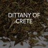 Dittany of Crete 