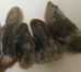 Super 7 (Melody's Stone) rough Healing Crystal - Super7