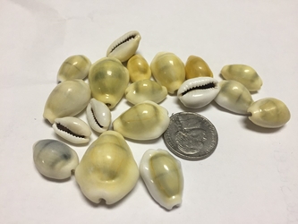 Cowrie Shell, Tumbled and Polished 