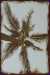 HazelMoon's Hawaiian Tarot Self Published  - ATHZM