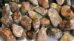 Jasper, Leopardskin, Tumbled and Polished, 1"-1 3/4"  - TPLSJ