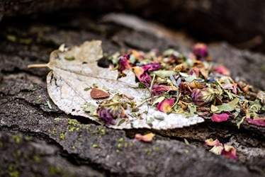 Nocturne Herbal Tea by Artemis Teas 