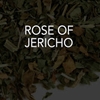 Rose of Jericho 