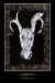 Shamanic Healing Oracle Cards By Michelle A Motuzas - ORC-SHA