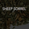 Sheep Sorrel 