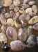 Tiffany Stone (Bertrandite) "Stone of Passion"  Cabachon  - TP-TIFF
