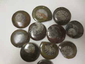 Ammonite, Tumbled and Polished  
