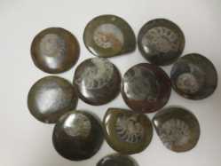 Ammonite, Tumbled and Polished  