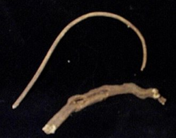 Devil’s Shoestring 