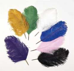 Genuine Ostrich Quill Pen-nib 