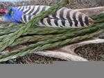 Sweetgrass Braid 