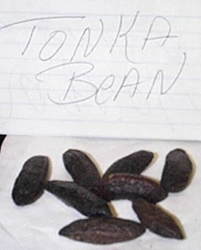 Tonka Beans 