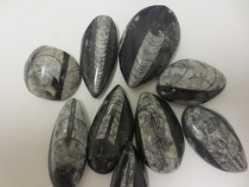 Orthoceras, Tumbled and Polished 