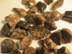 Turritella Fossil, Tumbled and Polished 