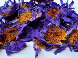 Blue Lotus Flower 